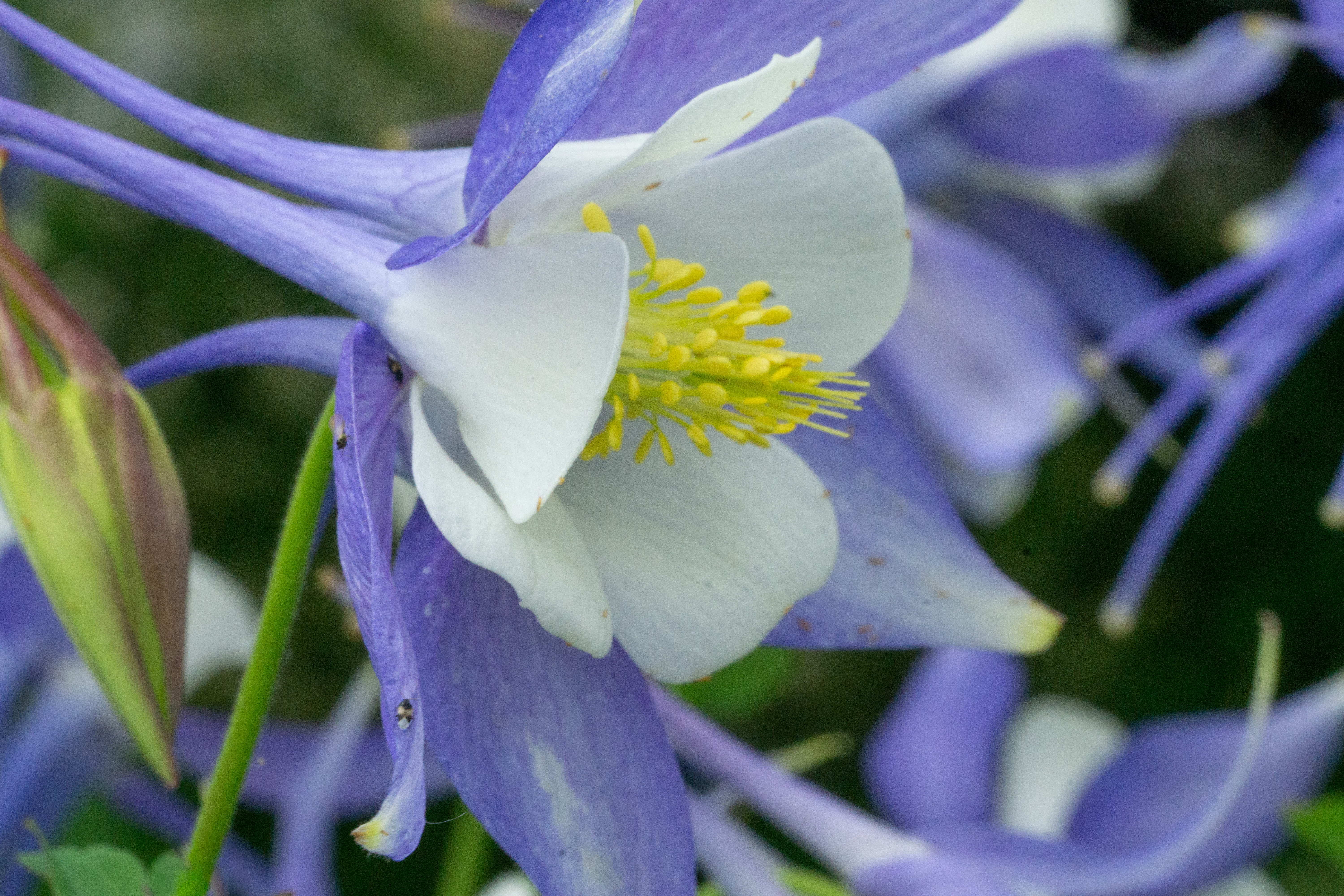 Columbine flower