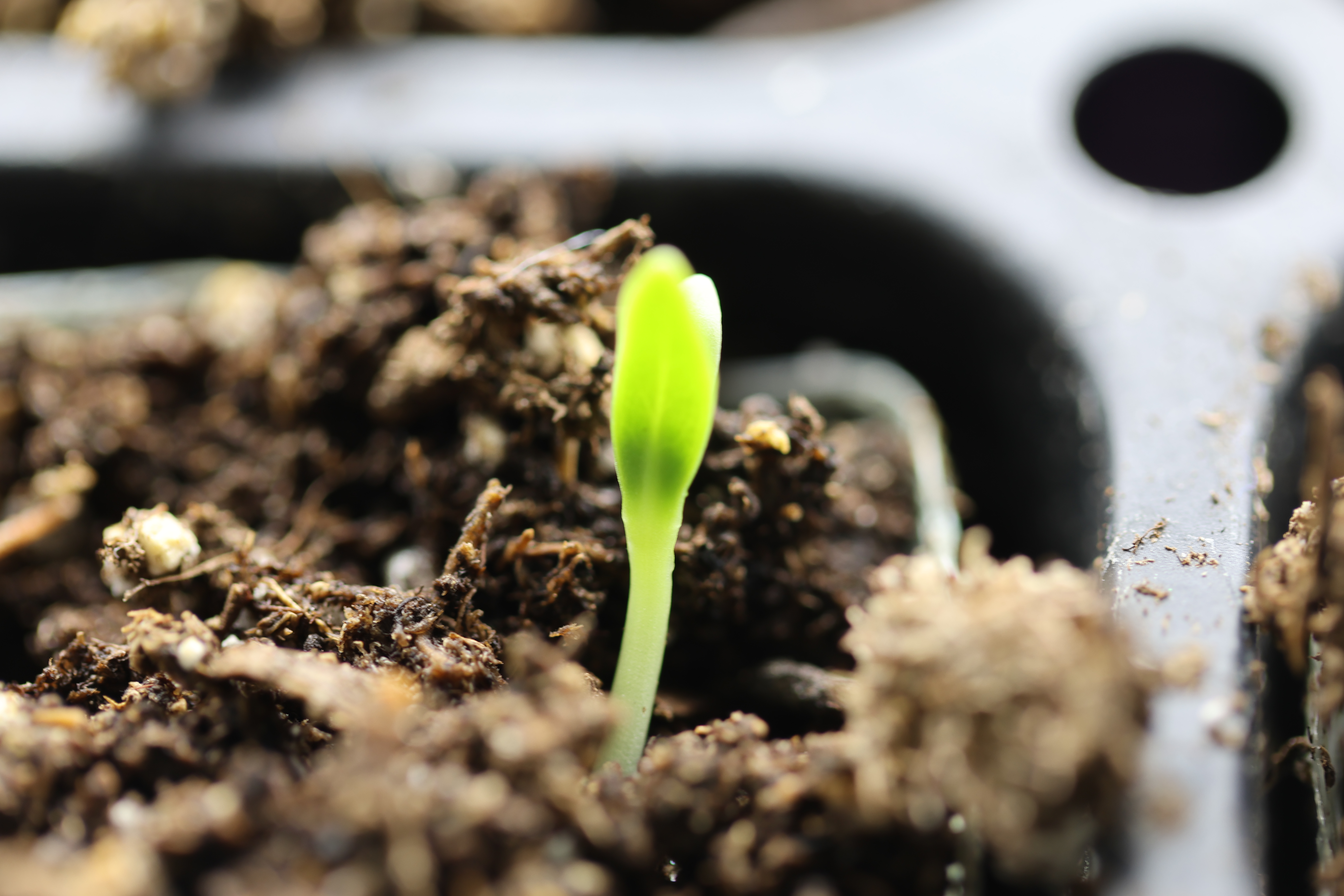 Starting Flowers from Seed
