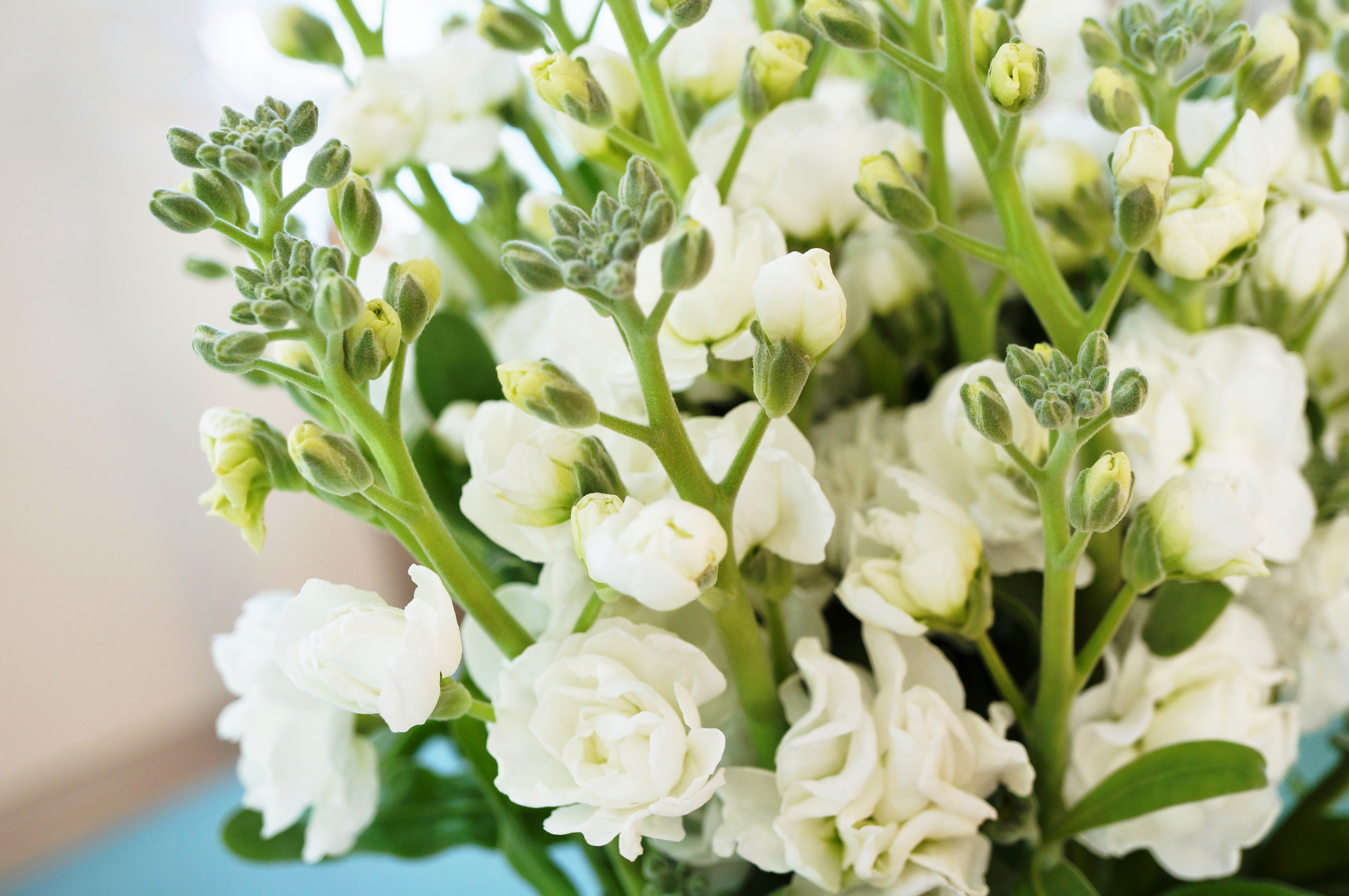 What Is Stock? A Fragrant Spring Wedding Flower in Ohio