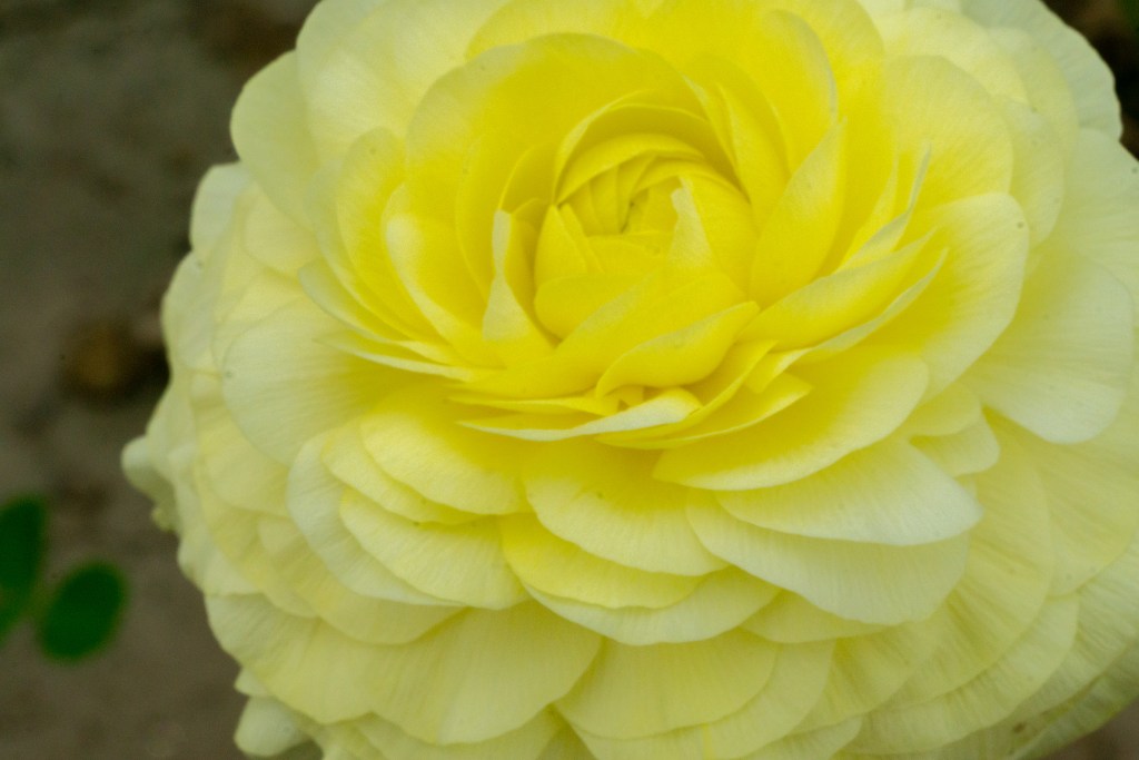Ranunculus